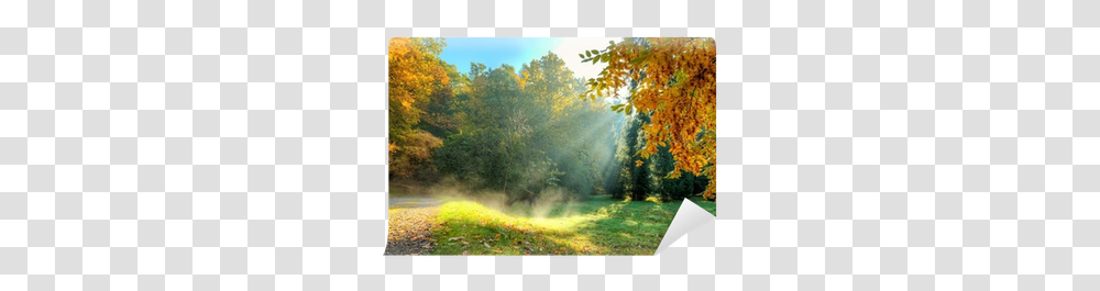 Sf Wallpapers V39 Beautiful Autumn Tree Sunlight, Nature, Outdoors, Painting, Grass Transparent Png