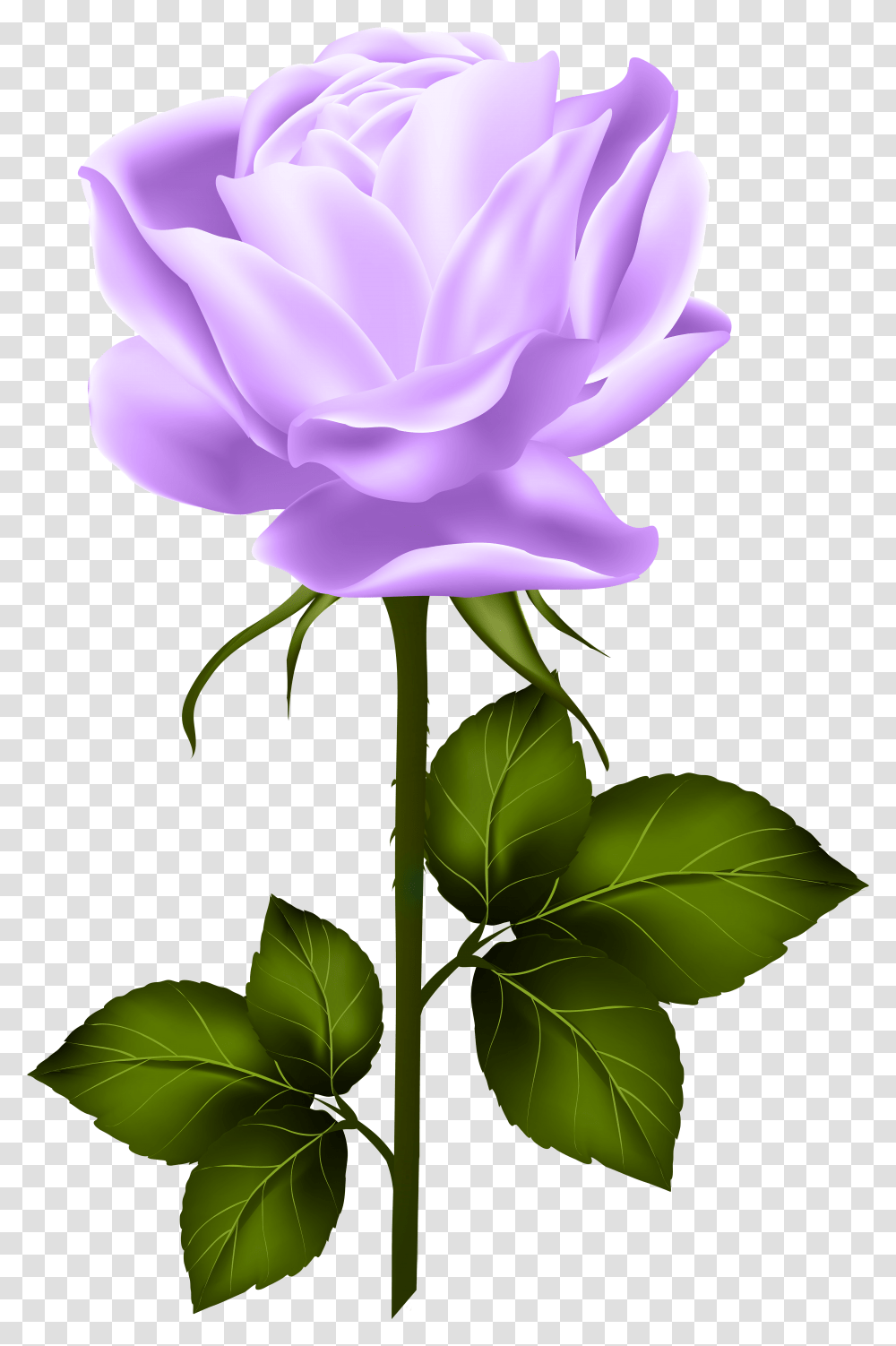 Shabby Chic Flowers Hybrid Tea Roses Single Rose Purple Rose With Stem Transparent Png