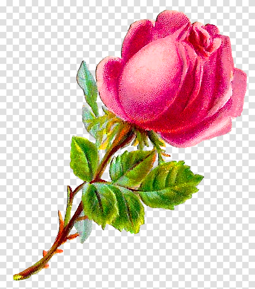 Shabby Chic Rose, Flower, Plant, Blossom Transparent Png