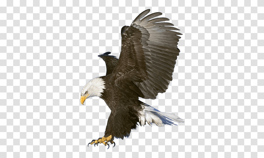 Shaheen Eagle, Bird, Animal, Bald Eagle, Accipiter Transparent Png