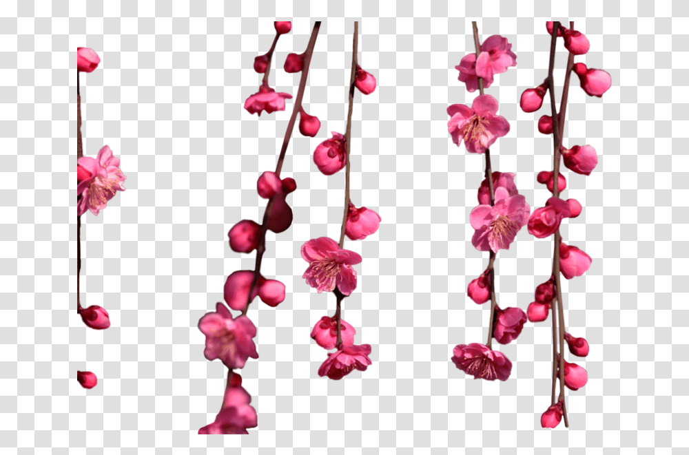 Share This Image Hanging Cherry Blossom Clipart Full Hanging Cherry Blossom, Plant, Flower, Petal, Orchid Transparent Png