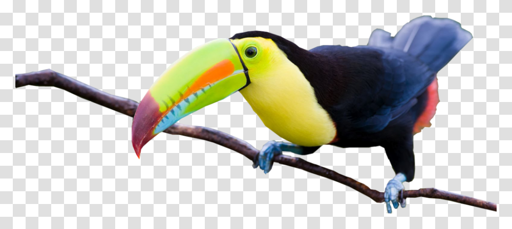 Share This Image Imagenes De Tucanes Hermosos, Bird, Animal, Beak, Toucan Transparent Png