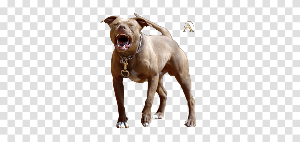 Share This Image Pit Bull Psd, Dog, Pet, Canine, Animal Transparent Png