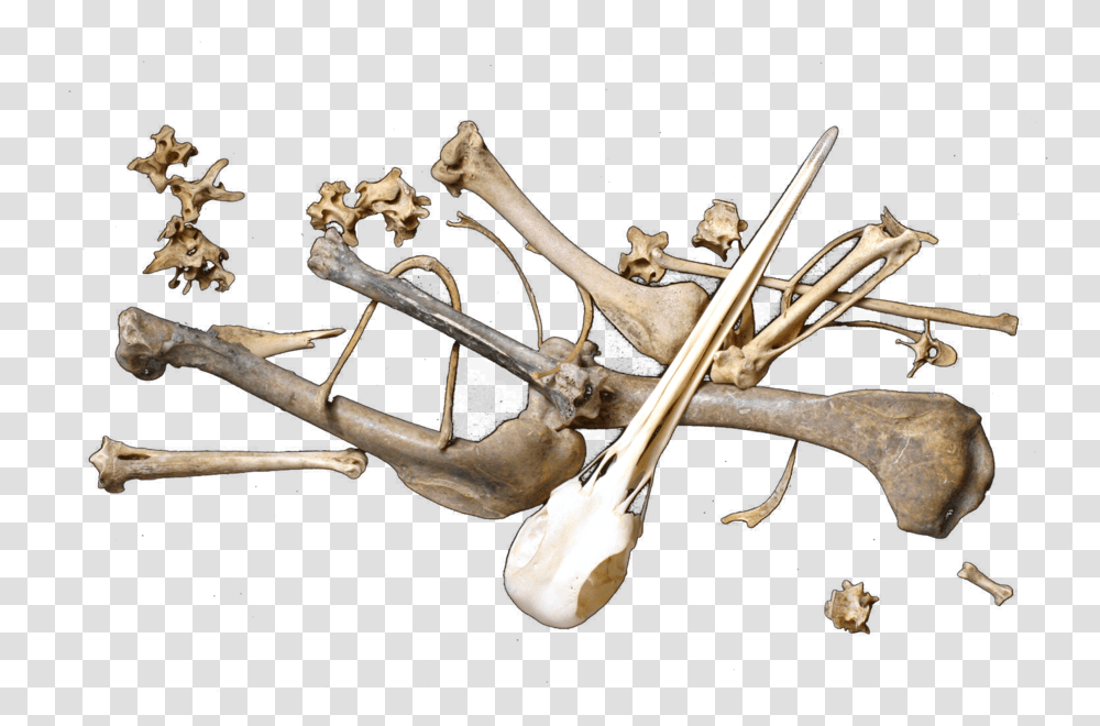 Share This Image Scattered Bones, Leisure Activities, Pet, Mammal, Animal Transparent Png