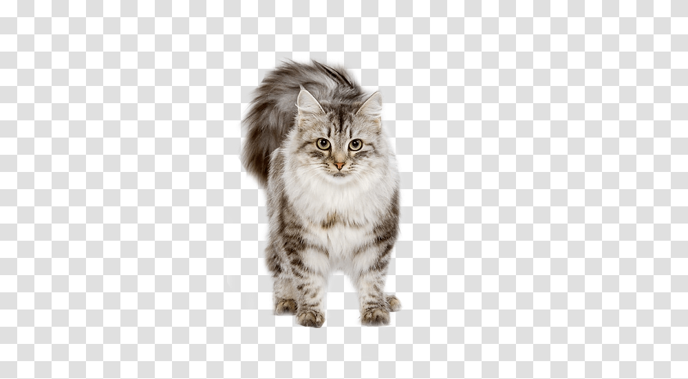 Shared Cat Gif Background, Manx, Pet, Mammal, Animal Transparent Png