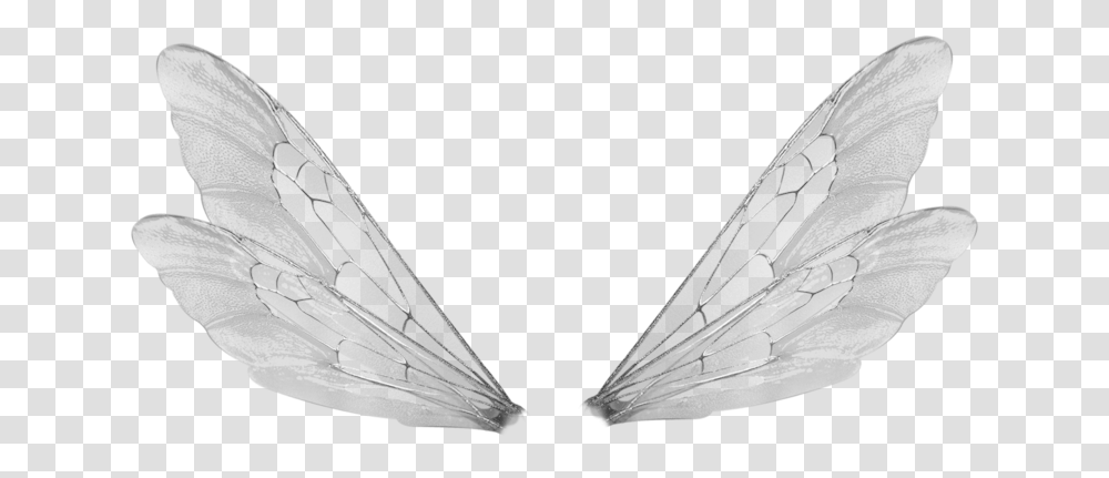 Shared Fairy Wings, Bird, Animal, Insect, Invertebrate Transparent Png