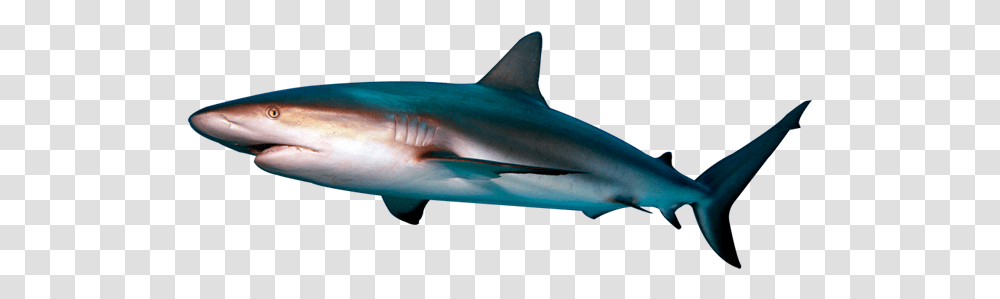 Shark 1 Image Reef Shark Background, Sea Life, Fish, Animal, Great White Shark Transparent Png