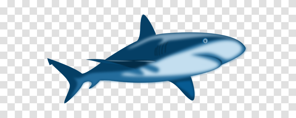 Shark Holiday, Sea Life, Fish, Animal Transparent Png