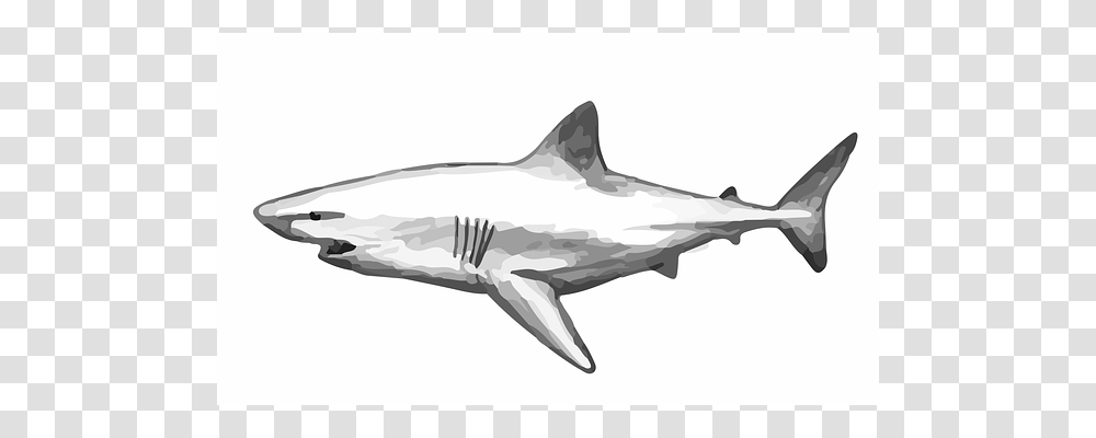 Shark Sea Life, Fish, Animal, Great White Shark Transparent Png
