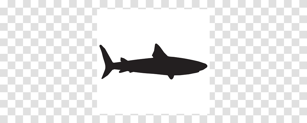 Shark Sea Life, Fish, Animal, Mammal Transparent Png