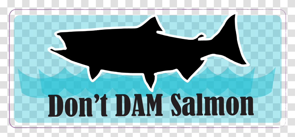 Shark, Animal, Outdoors, Nature, Sea Life Transparent Png