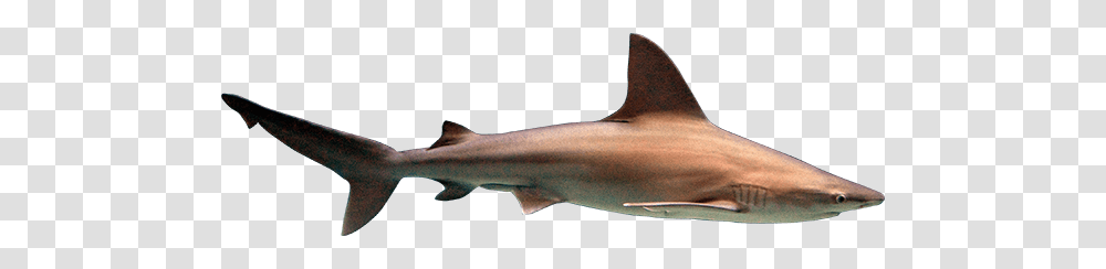 Shark, Animals, Fish, Sea Life, Cod Transparent Png