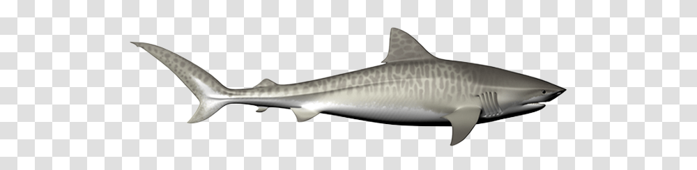 Shark, Animals, Fish, Sea Life, Cod Transparent Png