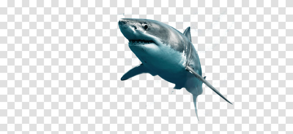 Shark, Animals, Sea Life, Fish, Great White Shark Transparent Png