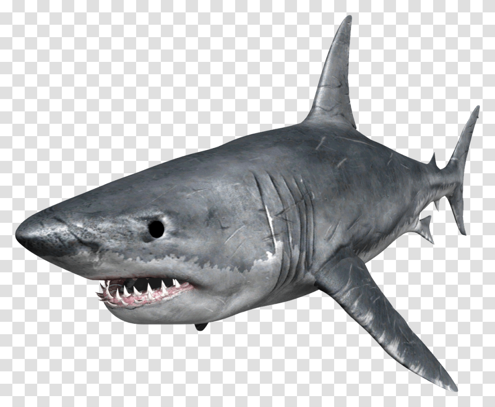 Shark, Animals, Sea Life, Fish, Great White Shark Transparent Png