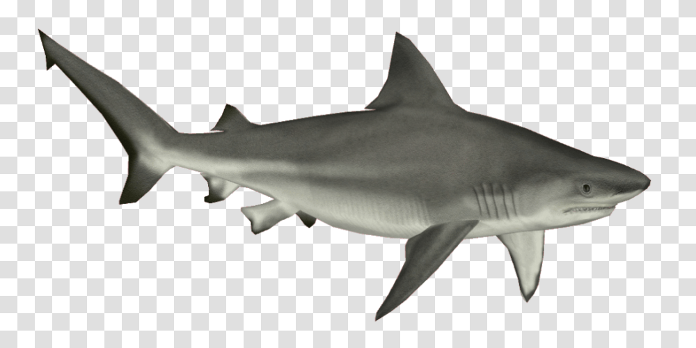 Shark, Animals, Sea Life, Fish, Great White Shark Transparent Png