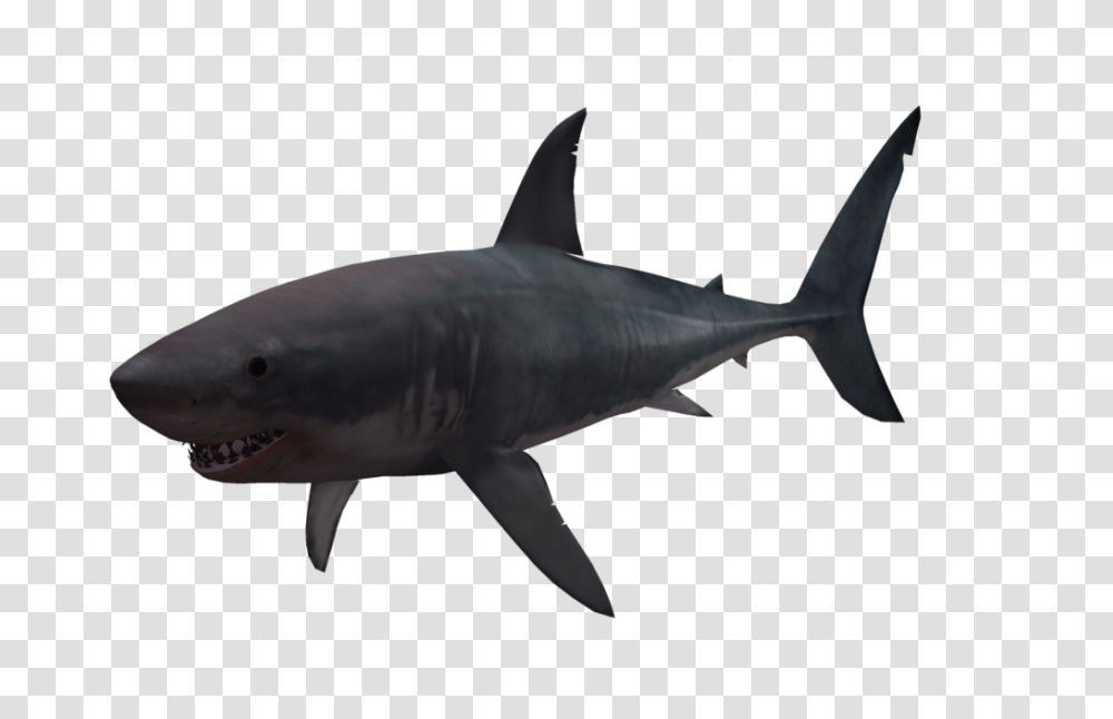 Shark, Animals, Sea Life, Fish, Great White Shark Transparent Png