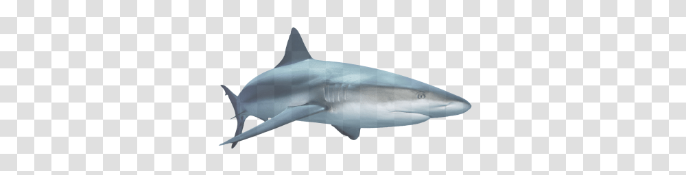 Shark, Animals, Sea Life, Fish, Great White Shark Transparent Png