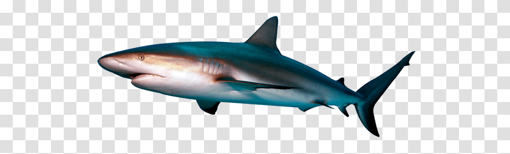 Shark, Animals, Sea Life, Fish, Great White Shark Transparent Png