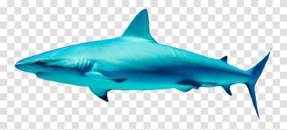 Shark, Animals, Sea Life, Fish, Great White Shark Transparent Png