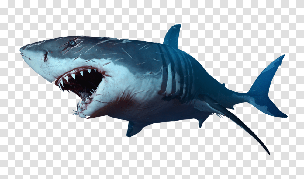 Shark, Animals, Sea Life, Fish, Great White Shark Transparent Png