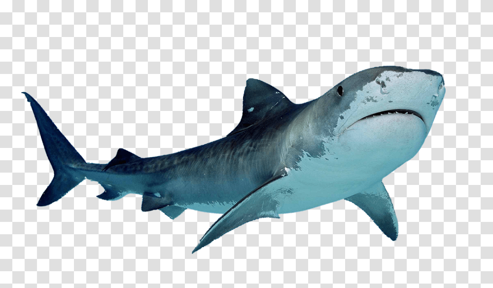 Shark, Animals, Sea Life, Fish, Great White Shark Transparent Png