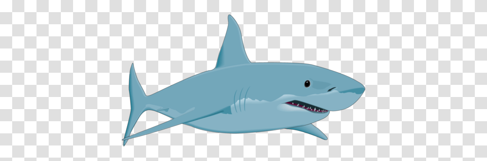 Shark, Animals, Sea Life, Fish, Great White Shark Transparent Png