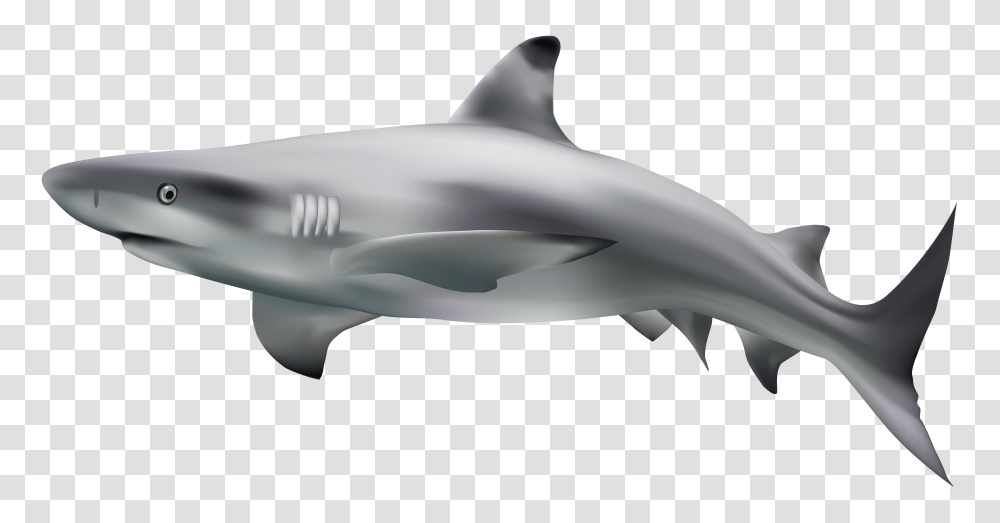 Shark, Animals, Sea Life, Fish, Great White Shark Transparent Png