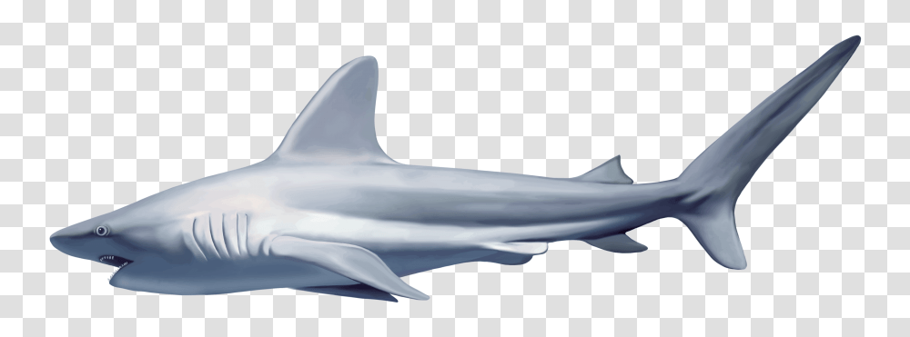 Shark, Animals, Sea Life, Fish, Mammal Transparent Png