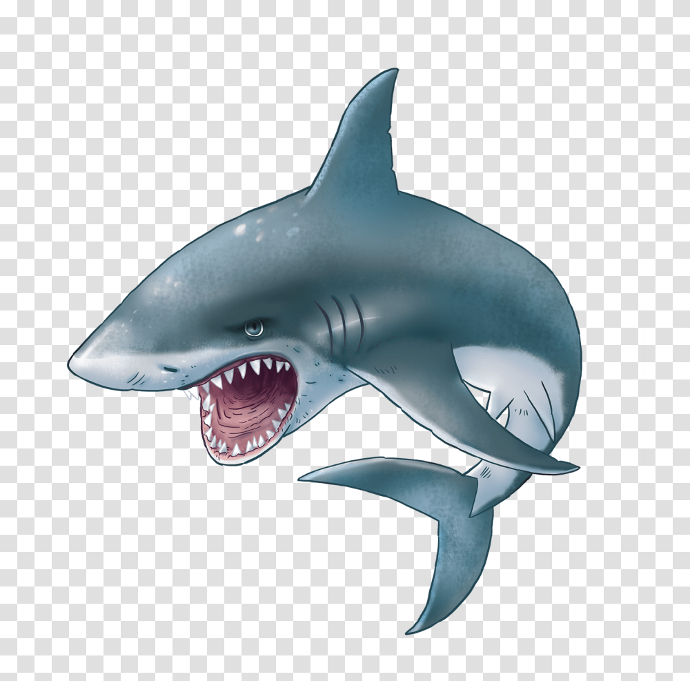 Shark, Animals, Sea Life, Fish, Mammal Transparent Png