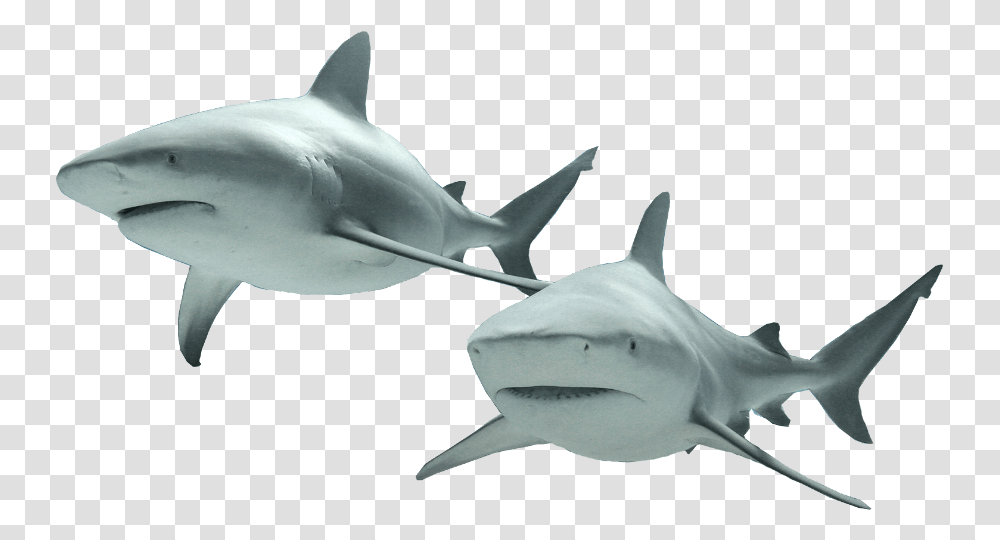 Shark, Animals, Sea Life, Fish, Mammal Transparent Png