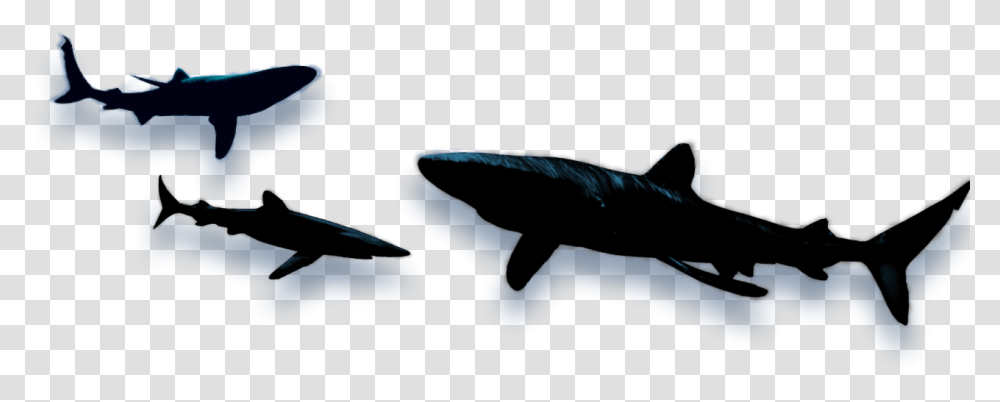 Shark Animated Shadow, Airplane, Vehicle, Transportation, Animal Transparent Png