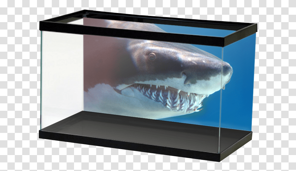 Shark Background Aquarium Aquarium Backgrounds Football, Sea Life, Animal, Fish, Water Transparent Png