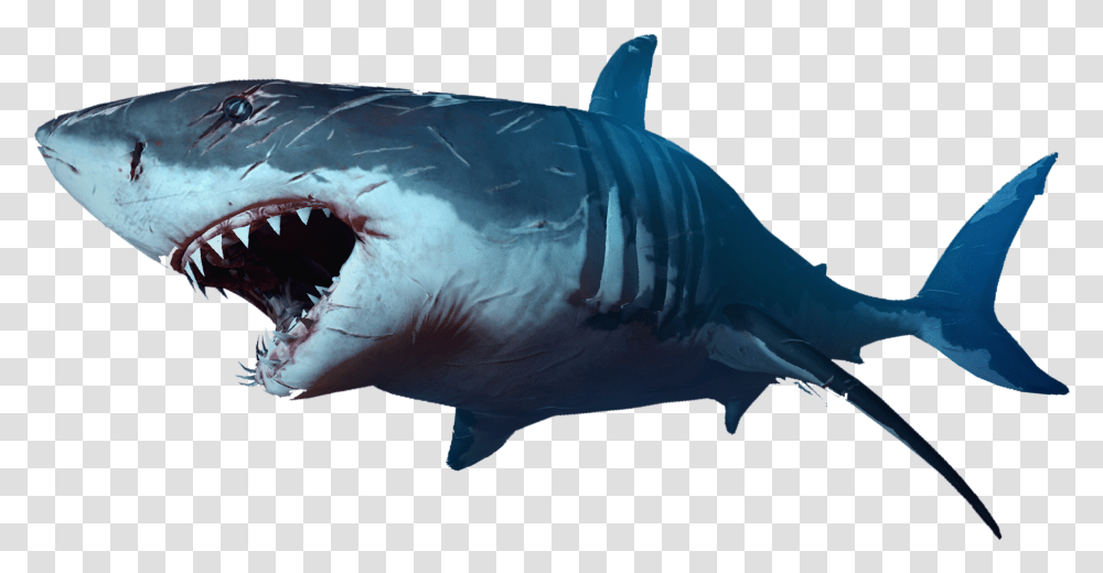 Shark Background, Sea Life, Fish, Animal, Great White Shark Transparent Png