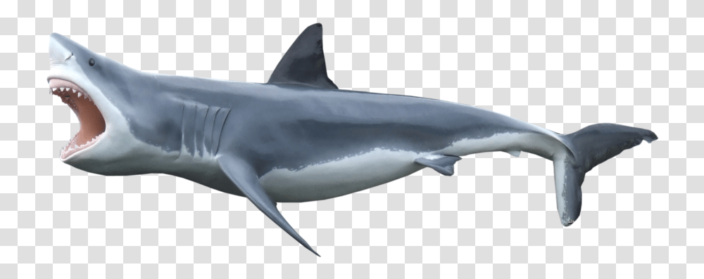 Shark Background, Sea Life, Fish, Animal, Mammal Transparent Png