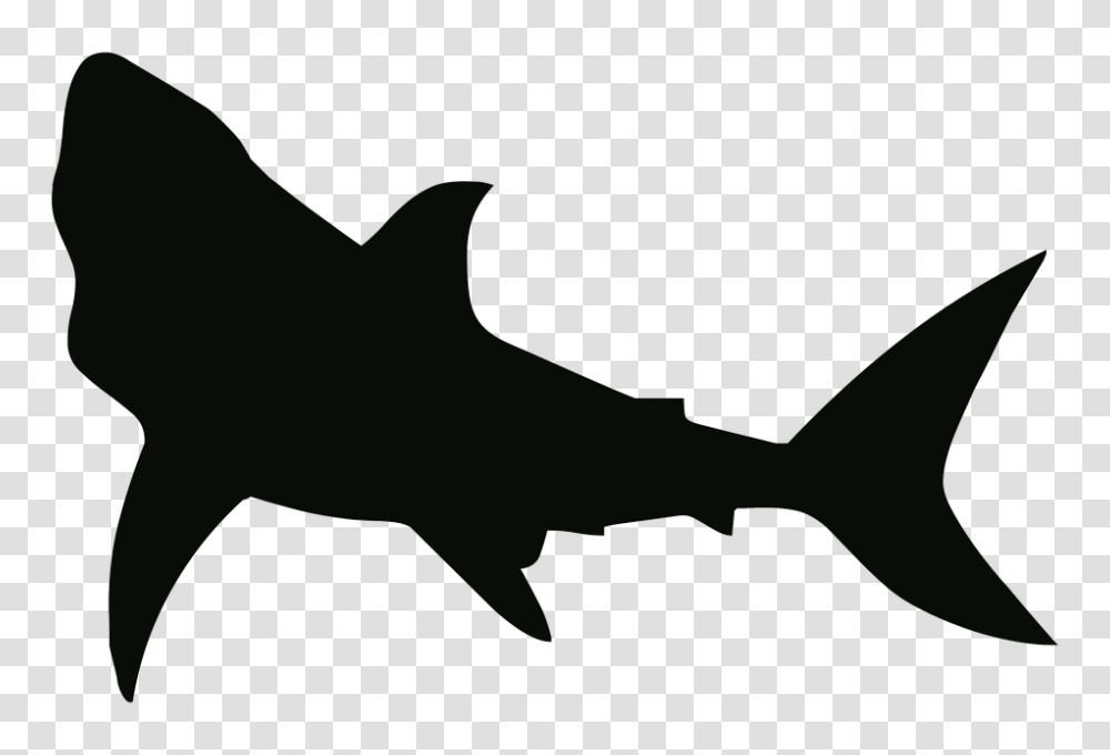 Shark Black And White, Sea Life, Fish, Animal, Great White Shark Transparent Png