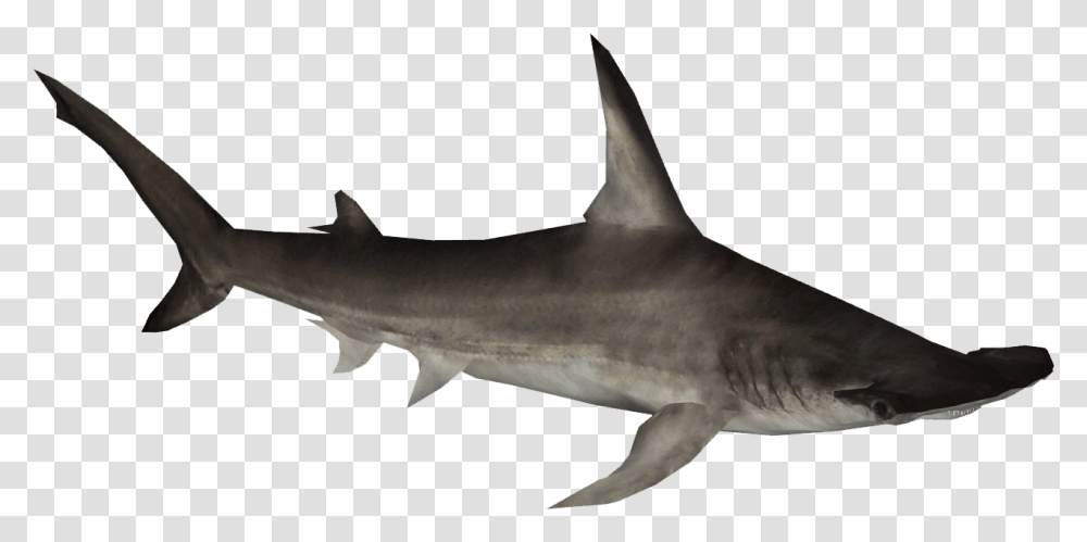 Shark Clip Art Hammerhead On Background, Sea Life, Fish, Animal, Great White Shark Transparent Png