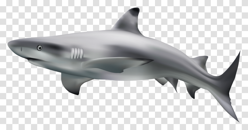 Shark Clip Art Image Shark With Background, Sea Life, Fish, Animal, Great White Shark Transparent Png