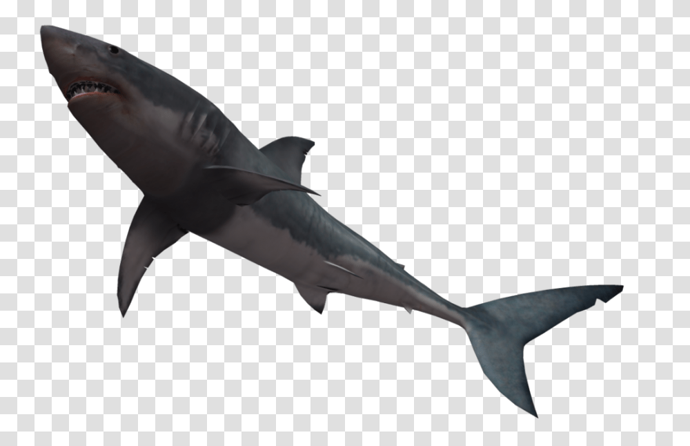 Shark Clipart White Background, Sea Life, Fish, Animal, Great White Shark Transparent Png