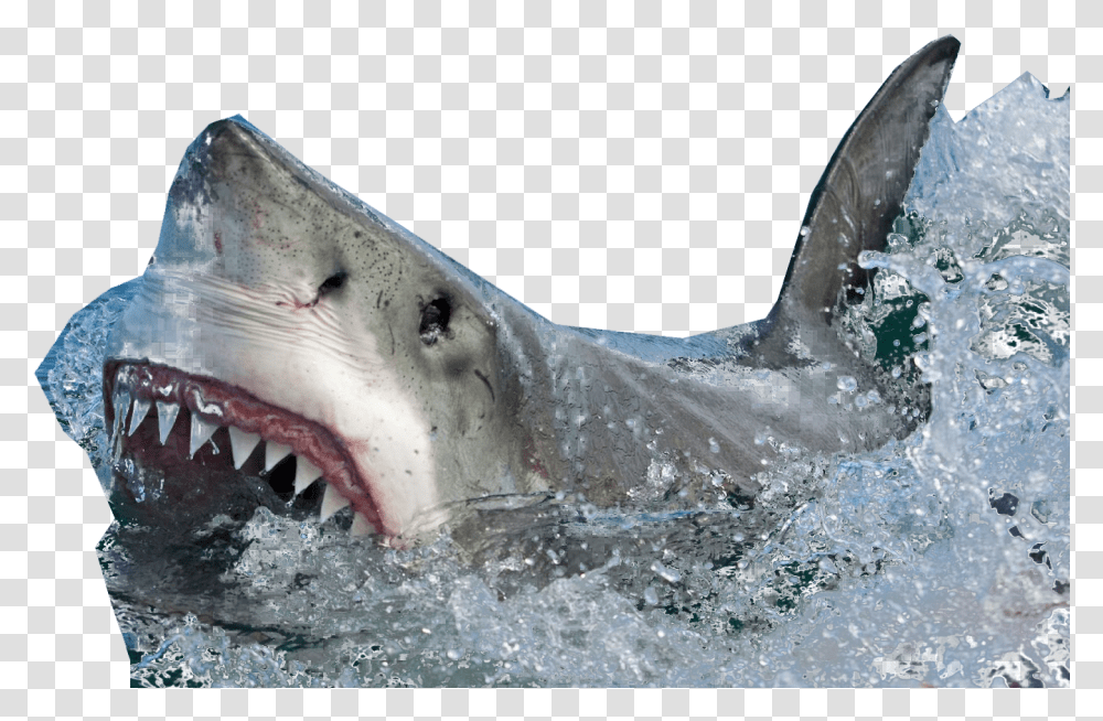 Shark Coming Out Of Water No Background Shark Coming Out Of Water, Sea Life Transparent Png