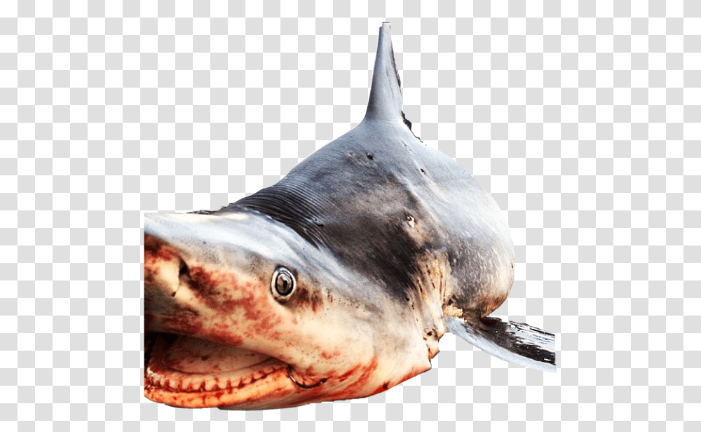 Shark Deadshark Sharkweek Sharkmouth Sharktooth Billfish, Animal, Sea Life Transparent Png