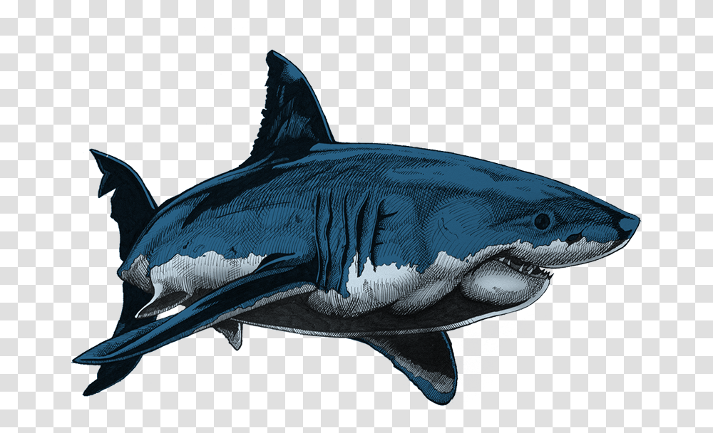 Shark Drawing In Colour Draw And Colour A Shark, Sea Life, Fish, Animal, Great White Shark Transparent Png
