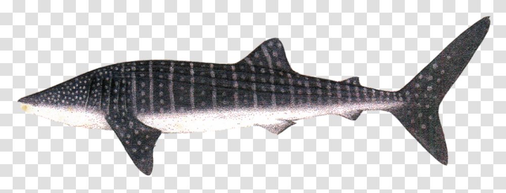 Shark Fin Whale Shark, Fish, Animal, Sea Life Transparent Png