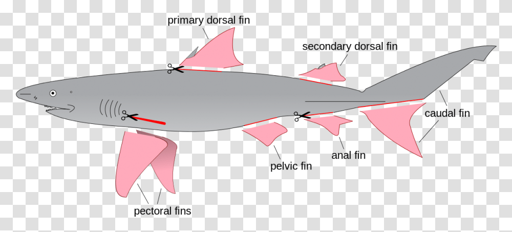 Shark Finning Diagram Labeled Fins Of A Shark, Fish, Animal, Sea Life, Tuna Transparent Png
