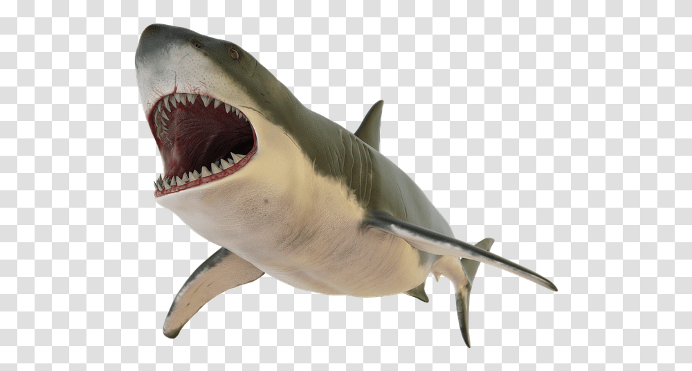 Shark Fish Sea Ocean Fishing Bait Design Shark Open Mouth, Sea Life, Animal, Great White Shark, Bird Transparent Png