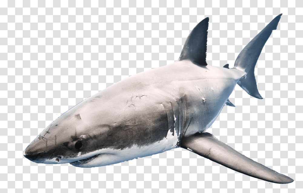 Shark Format Shark In A Fishbowl, Sea Life, Animal, Great White Shark Transparent Png