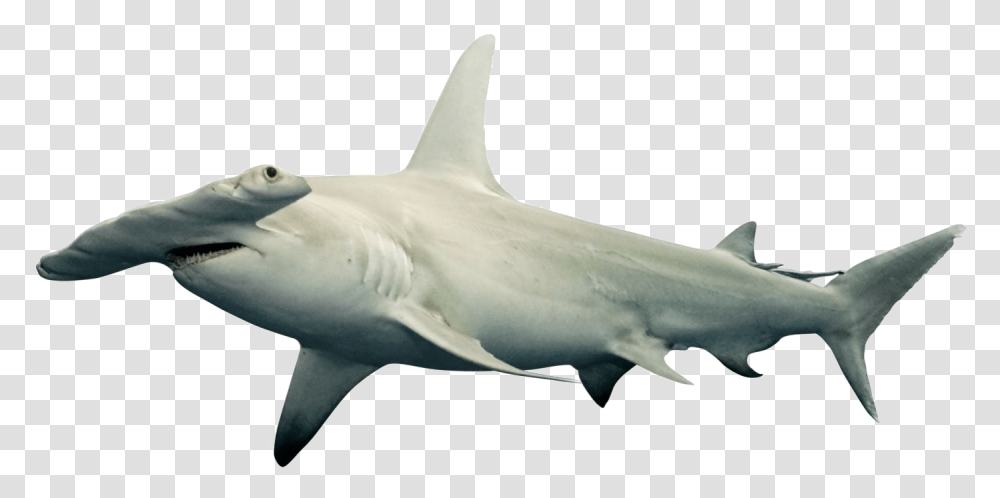 Shark Free Download Hammerhead Shark White Background, Sea Life, Fish, Animal, Great White Shark Transparent Png