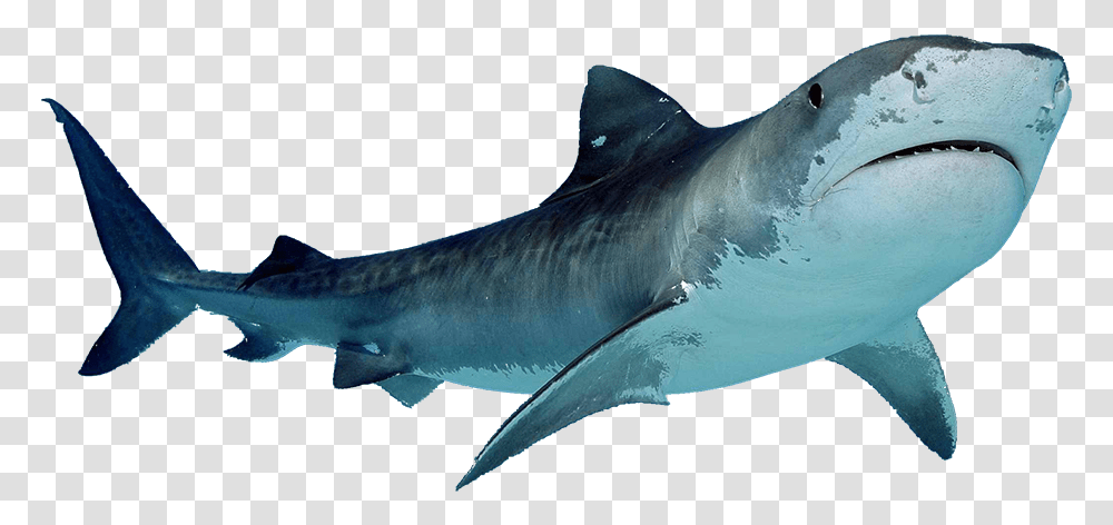 Shark Free Shark, Sea Life, Fish, Animal, Great White Shark Transparent Png