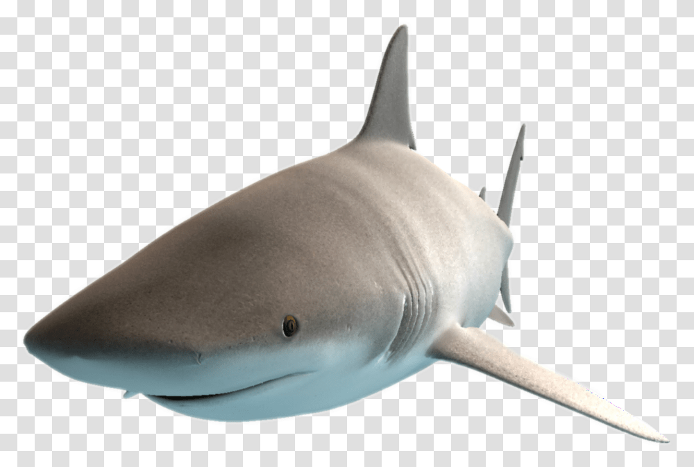 Shark Freetoedit Great White Shark, Sea Life, Fish, Animal Transparent Png