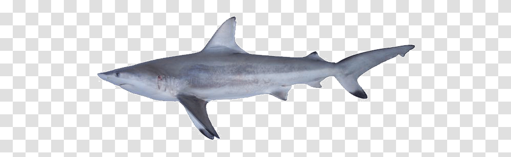 Shark Gallery Sharks, Sea Life, Fish, Animal, Great White Shark Transparent Png